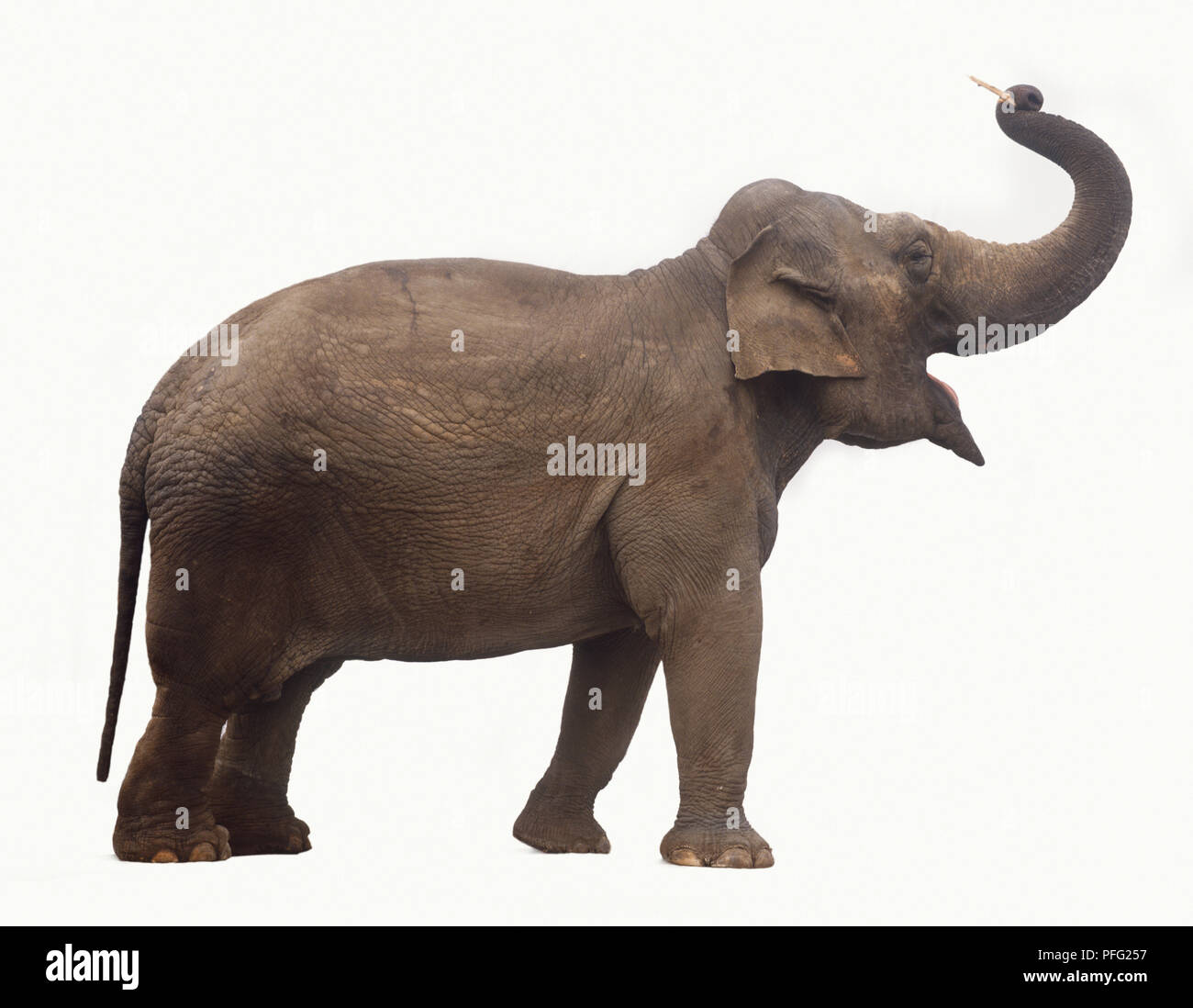 Elephas maximus asiatischen Elefanten, indischer Elefant. elephant Holding mit einem Stock in seinem Stamm. Stockfoto