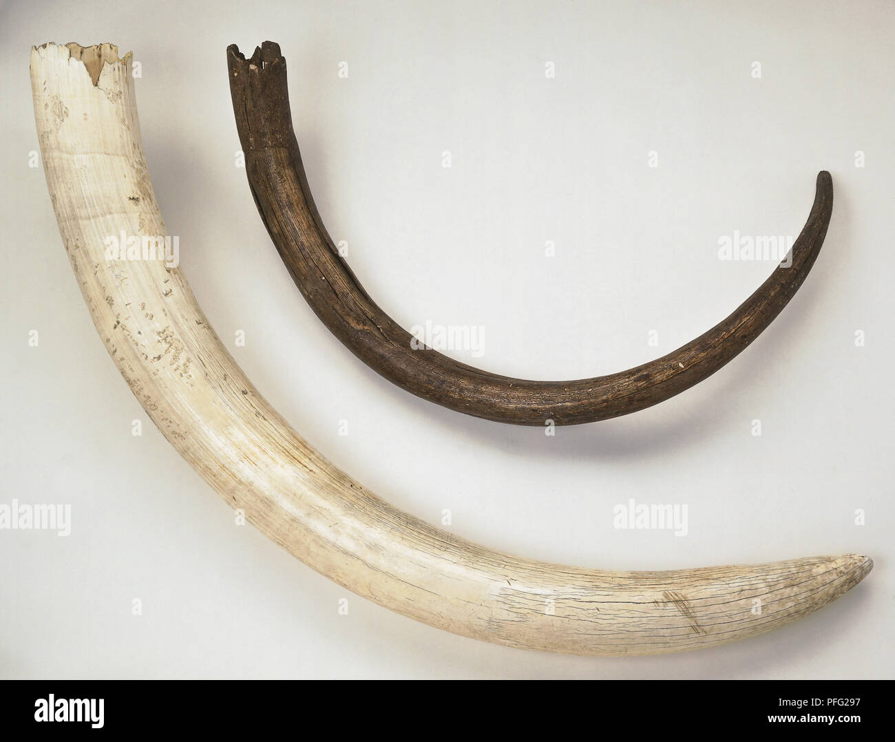 Tusk von Mammut. Stockfoto