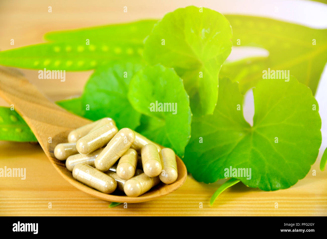 Gotu Kola frische Blätter und sprühgetrocknetes Pulver in Hard Gelatine capsuls. Stockfoto
