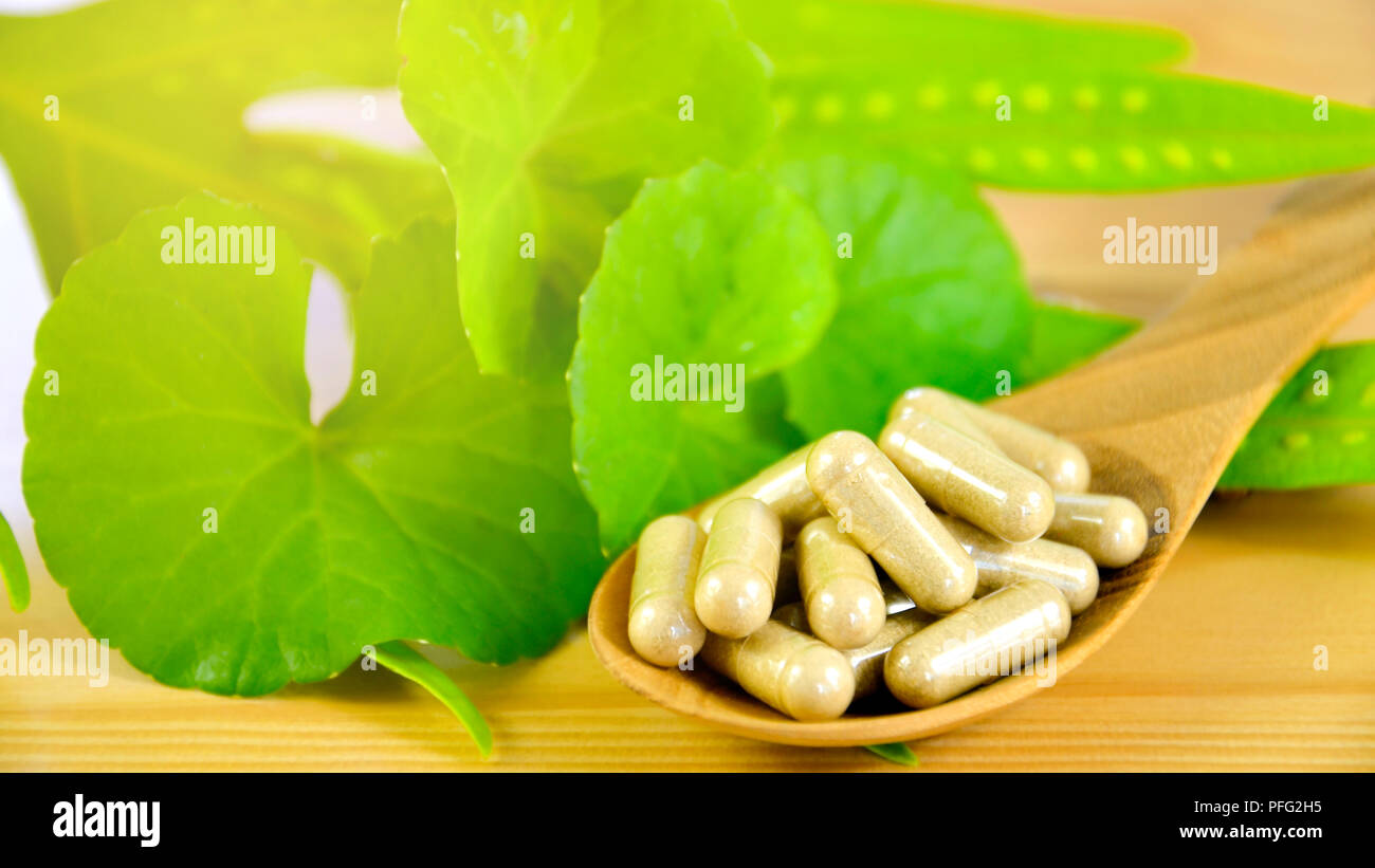Gotu Kola frische Blätter und sprühgetrocknetes Pulver in Hard Gelatine capsuls. Stockfoto
