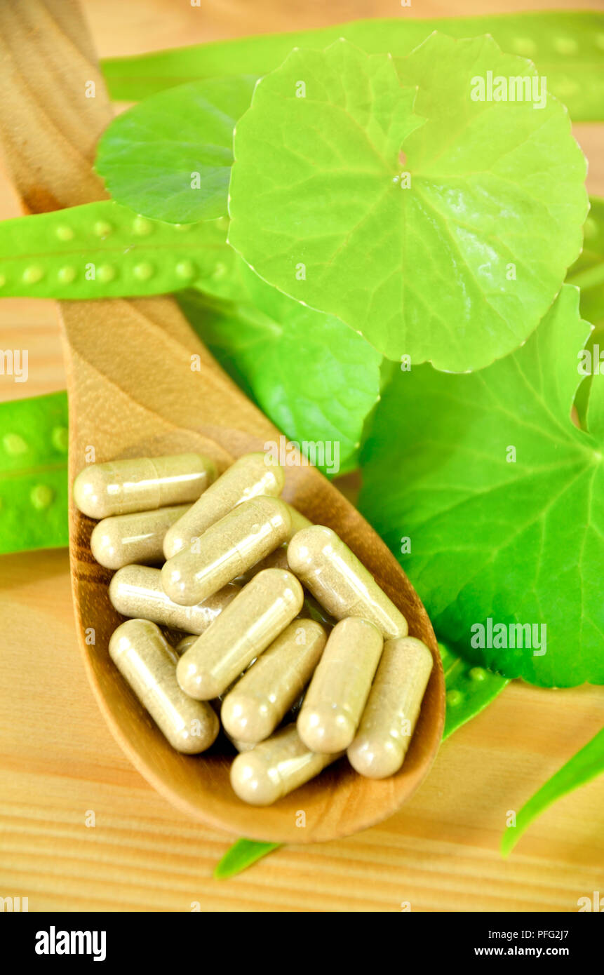 Gotu Kola, Indische pennywort (Centella asiatica (L.) Urban.) frische Blätter und sprühgetrocknetes Pulver in Hard Gelatine capsuls. Stockfoto