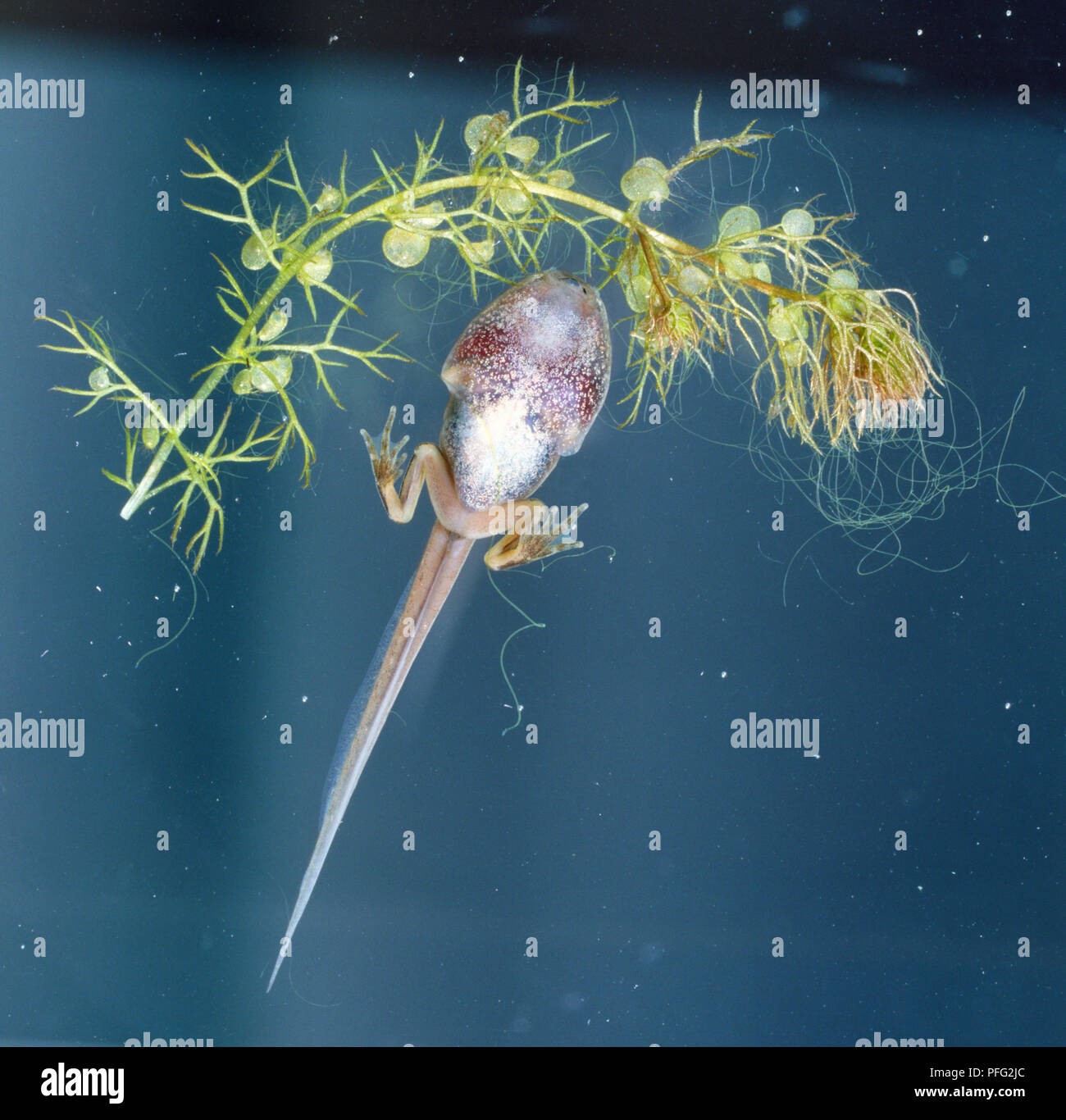 Kaulquappe entwickelt sich Frosch, Rücken Beine und Schwimmhäuten  Entwicklung von großen Körper, langer Schwanz, rosa gefärbten Körper, die  durch grüne Pflanze, von unten gesehen Stockfotografie - Alamy