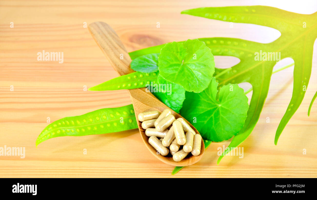 Gotu Kola, Indische pennywort (Centella asiatica (L.) Urban.) frische Blätter und sprühgetrocknetes Pulver in Hard Gelatine capsuls. Stockfoto
