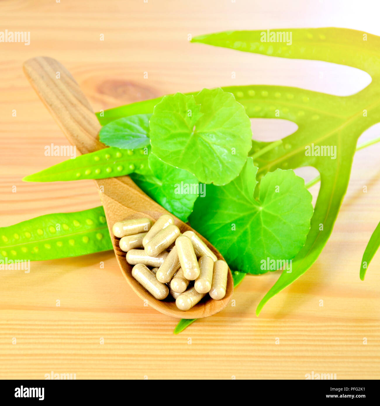 Gotu Kola, Indische pennywort (Centella asiatica (L.) Urban.) frische Blätter und sprühgetrocknetes Pulver in Hard Gelatine capsuls. Stockfoto