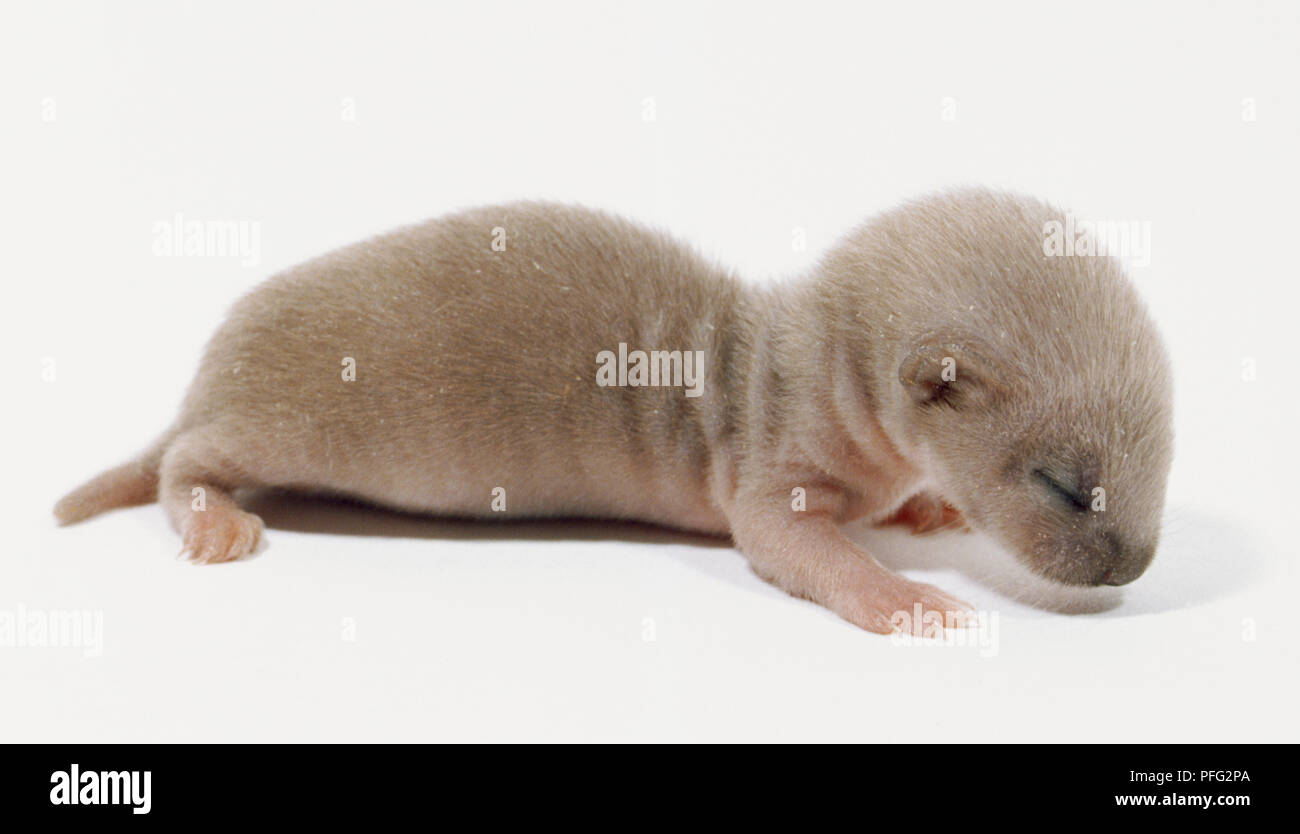Baby Wiesel, weiche downy Fell, Augen geschlossen, kleinen Ohren, rosa ...