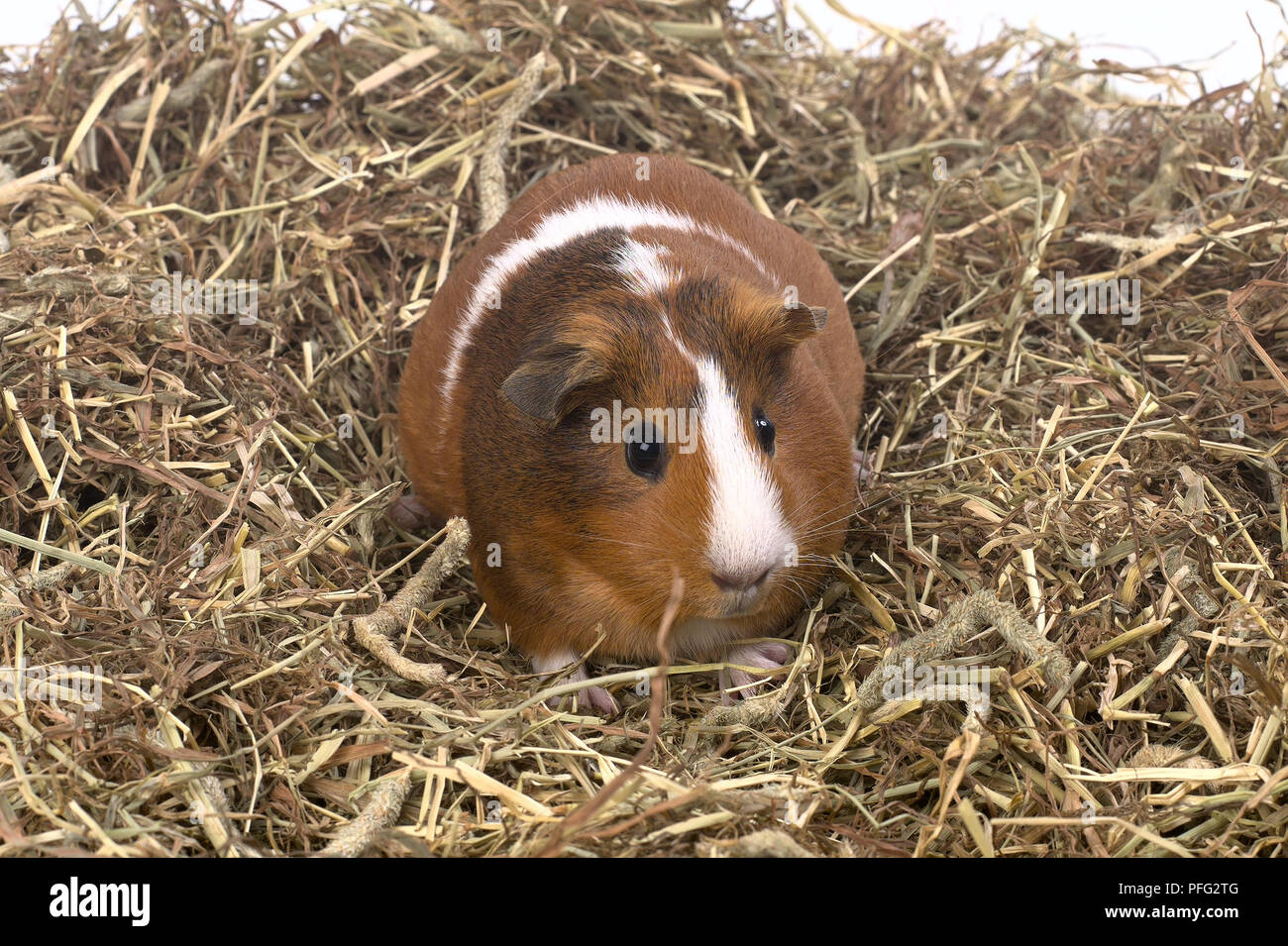 Braune und weiße Meerschweinchen im Heu, Vorderansicht Stockfoto