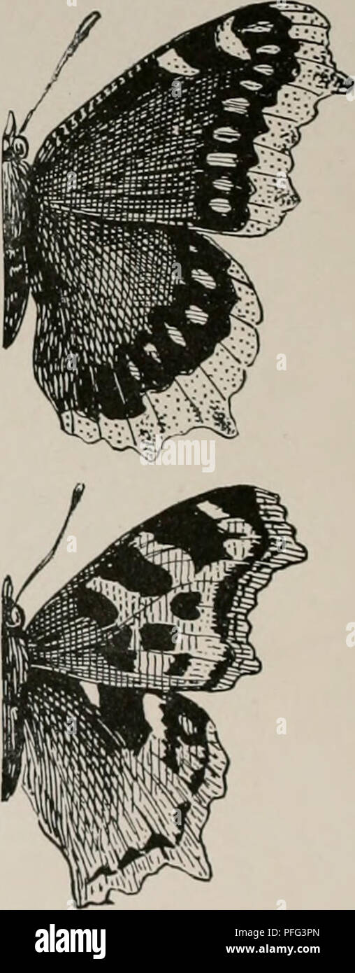 Der Schmetterlinge Und Duskflyers Von New England Wie Sie Zu Finden Und Zu Wissen Schmetterlinge
