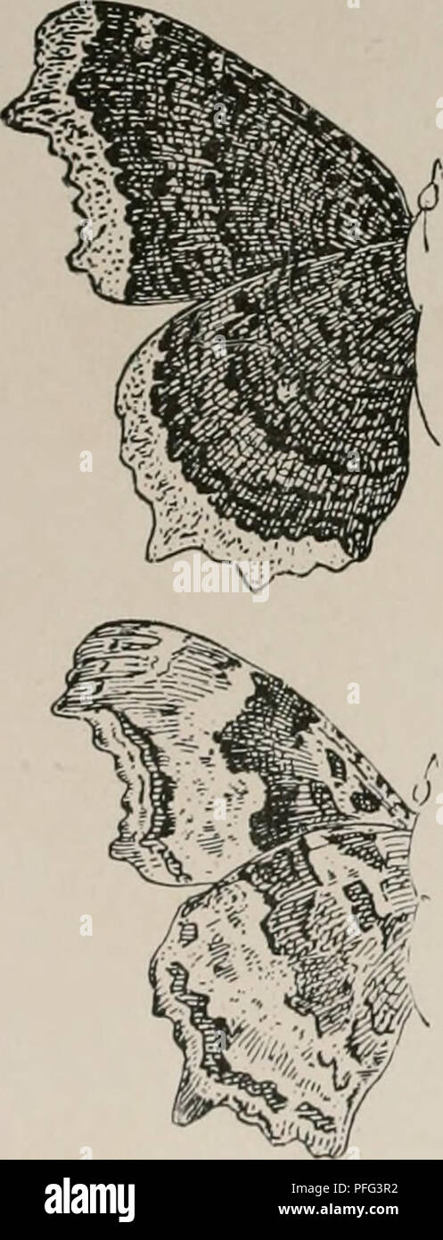 . Der Tag Schmetterlinge und duskflyers von New England, wie sie zu finden und zu wissen. Schmetterlinge - New England; Motten - New England. Ii. Winkel = Flügel. Ich. Trauer - Mantel. Vanessa (Pafilio) antiopa. T, in. Dunkel violett-braun, Grenze helles Gelb mit einer Reihe von schwarz-blaue Punkte begrenzt. Caterpillar stacheligen, schwarz, mit acht Ziegel - rote Flecken auf Rückseite; Feeds auf Weide, Pappel und Ulme. 2. Weiss J SCHMETTERLING. Grapta J Album. 3 in. Blass tawny Rot, blassen Grenze, mehrere große, schwarze und einen weißen Fleck in der Nähe der Spitze des forewing, und zwei auf Seite der Vorwärtsfahrt hindwing; unter Seite schwärzlich grau, mit kleinen silbernen J auf Stockfoto