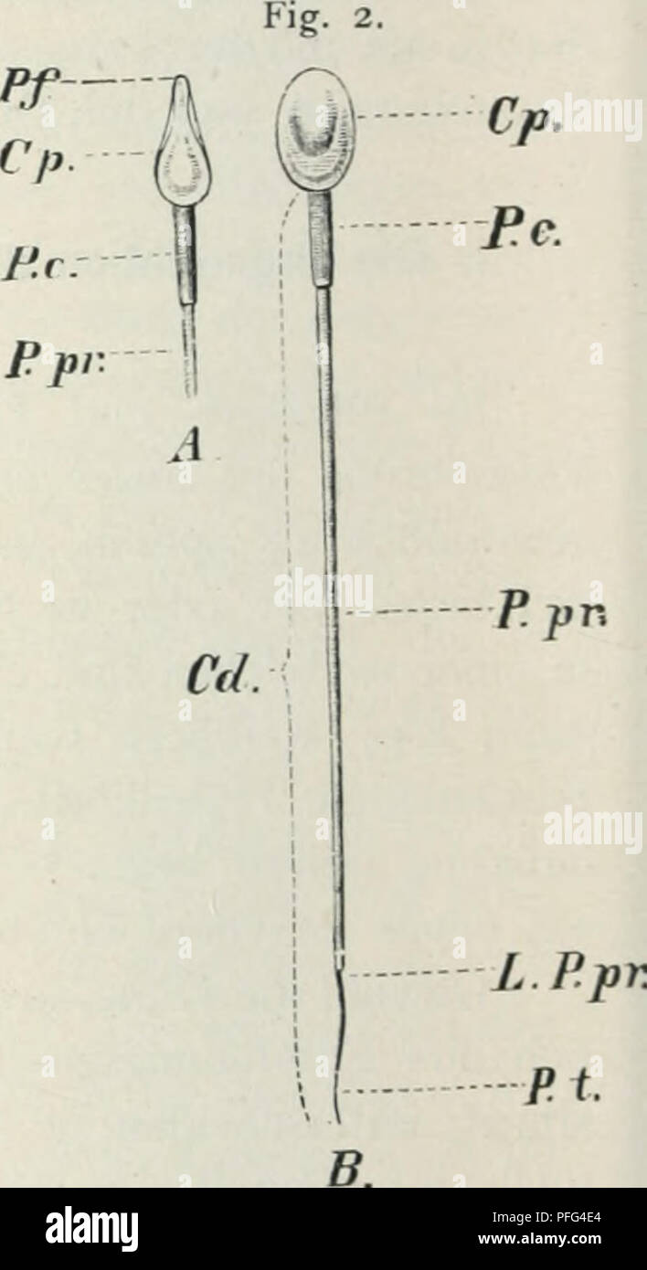 . Das WERDENER der Organismen; zur Widerlegung von Darwins Zufallstheorie durch das Gesetz in der Entwicklung von Oscar Hertwig. Evolution; Leben (Biologie). Abb. 1. Ei aus einem 2 mm dicken Follikel des Kaninchens. / Wal-DEYER. Dasselbe ist von der Zona pellucida (ZP) umgeben, welcher au einer Stelle Follikelzellen [fz) aufsitzen. Der Dotter enthält Körner von Deutoplasma (d). In das keimbläschen (/ib) ist das Kernnetz [kfi) besonders eingezeichnet, welches einen Grofien Keimfleck [kf) einschließt. Abb. 2. Samenfäden vom Menschen. / G. Rktzu s. Eine Profilansicht; ß Flächenansicht; Cp Kopf; Stockfoto