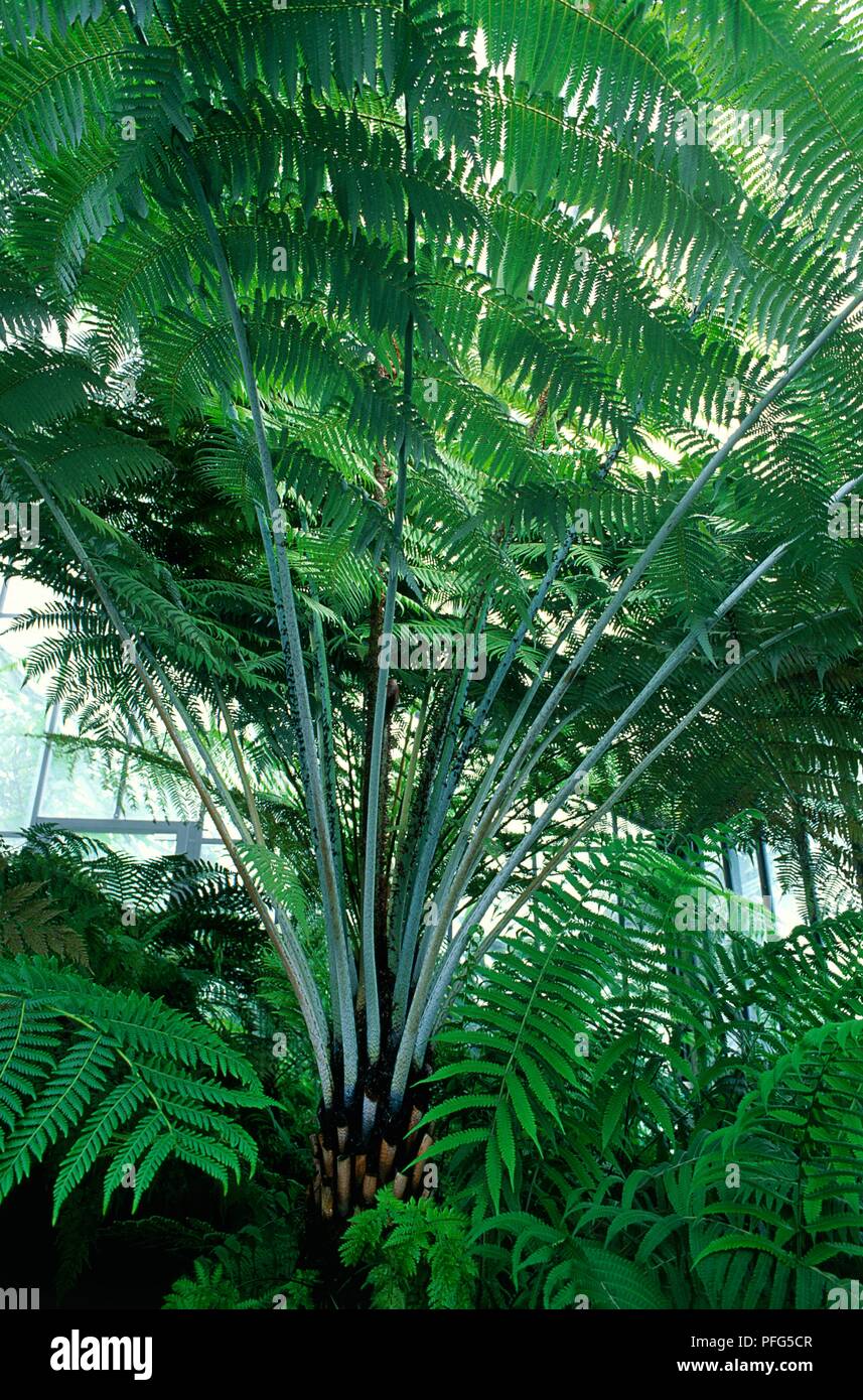 Baum farn bltter -Fotos und -Bildmaterial in hoher Auflsung  Alamy