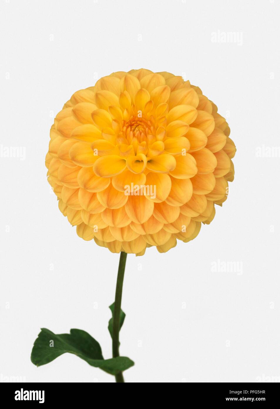 Dahlie 'avenport Honig" mit gelben flowerhead auf langem Stiel Stockfoto