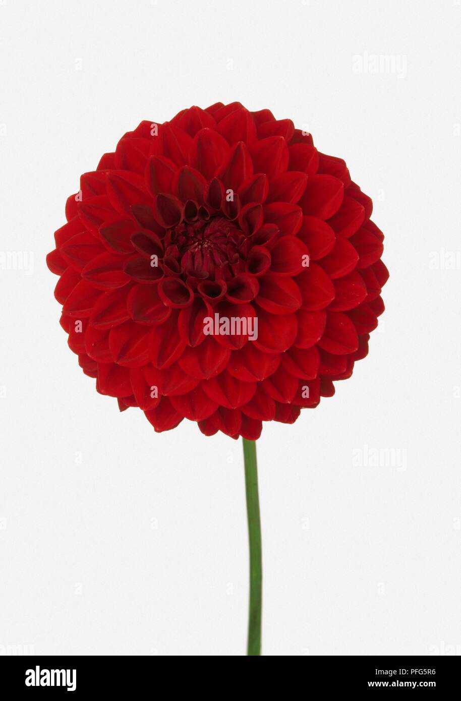 Dahlie 'John Vor', rote Blume auf langem Stiel Stockfoto