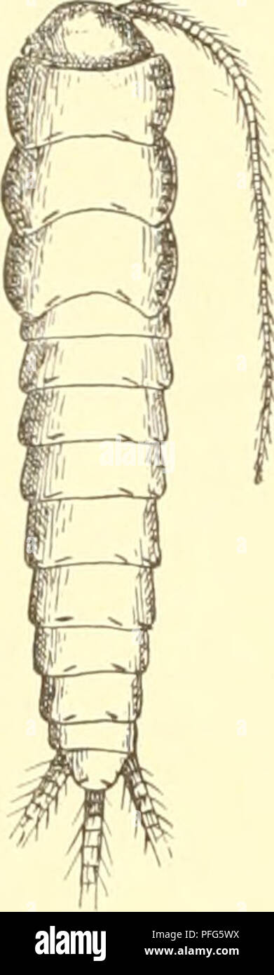 . Das System der lepismatiden. Lepismatidae; Thysanura. Â SU â ren als Fundorte: Florenz, Rom, Catania und die Liparischen Inseln. Mir lagen ferner noch einzelne Exemplare aus Sardinien vor. Â Ethologie: / Grassi-Ro vell ich lebt sie in HÃ¤usern. 2. Ciliata-Gruppe. 2. Ct michaelseni n. sp. (Abb. 29 aâb.) Grundfarbe des ganzen Korpers inkl. sÃ¤mtlicher ExtremitÃ¤ten gelblichweiÃ, Oberseite mit brÃ¤unlichen, Unterseite mit weiÃlichen Schuppen besetzt. Â KÃ¼rperform schlank, mit schnellen parallelen Seiten; Thorax kaum breiter als das Abdomen und hÃ¶chstens% so lang als dieses; Prothorax vorn nic Stockfoto