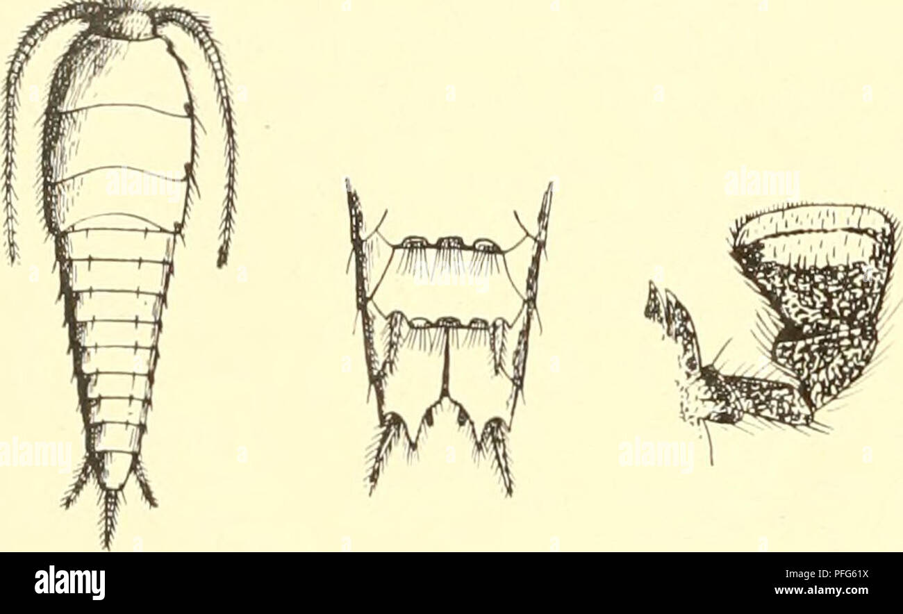 . Das System der lepismatiden. Lepismatidae; Thysanura. - 50 [903. 2. Gruppe: Oligothrichi. 3. L. braunsi Eschich. (Abb. 7 a-c) L. Braunsi, Escherich in: Zoolog. Anz. v. 26 s. 364 w. Grundfarbe weißlich mit Ausnahme des Kopfes, der Oberseite des Thorax und des Abdomen, der Schnupperkurs und Schenkel, welche ganz oder stellenweise dunkel-violett pigmentiert sind. Sterben beschuppte Ober-und Unterseite schwarz mit metallischem Schimmer schwach. Fühler, Schienen und Tarsen, Stifte und Cerci meistens vollkommen weiß. - Ge- stalt gedrungen, von vorne nach hinten beträchtlich verengt. Kopf weit vortretend, rech Stockfoto