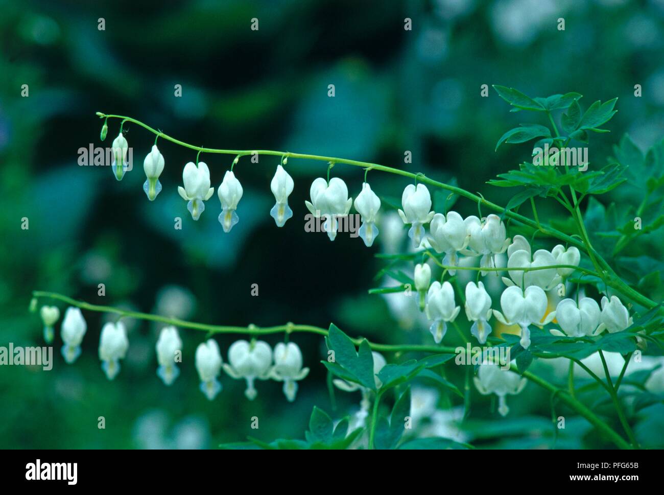 Blütenstände von weißen Blumen von Campanula pyramidalis Californica 'Alba' (blutende Herz) Stockfoto