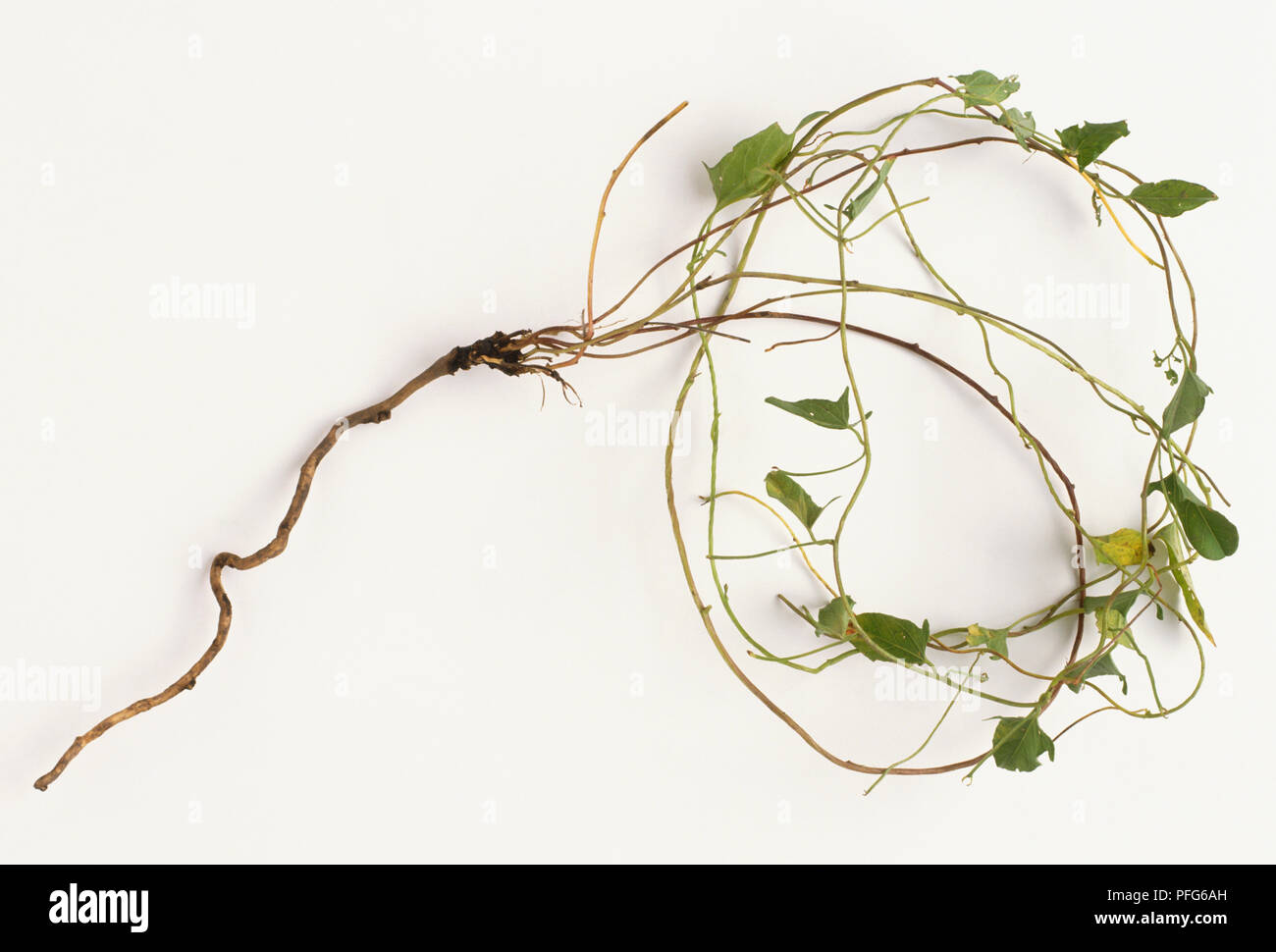 Convolvulus sp., Bindweed, gewellt Wurzeln mit Blättern befestigt. Stockfoto
