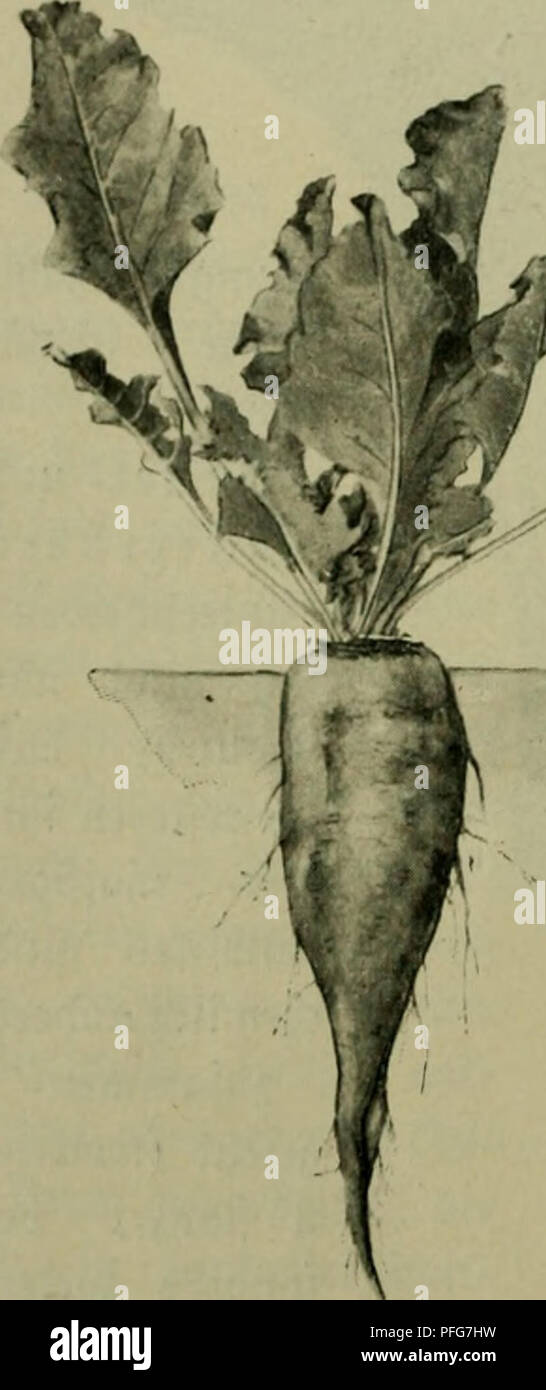 . Das Leben der Pflanze. Pflanzen, Pflanzen, Pflanzen, Geobotanik. 282 Ich. S^apitcl. finb. ^^ ic Innenfigur, ber fogenannte Â© Seeschwalbe, beftef) t auÂ§Â® e [Ã¤^ bÃ¼nbeln, bie burrf) bie jiuei IteimtÃ¼urjelantacie in "^^artien gefonbert [inb. ^ Ijebc Â© efÃ¤^ bÃ¼nbel ift mef) r Varen=d)^matiid), entivicfelt olj noc Roebers^^^^^^^ aft Ti) pifd) jiir Slusbilbung. Mifc^^^^^^^en Ben Â© cfÃ ¤ pÃ¼nbelfvetfen finben Fid)^^ ingjonen aul Arend) i) m. Sei^ ucterrÃ¼ben ift bie;] af) l ber Â© efÃ ¤ pÃ¼nbeUreife grÃ¶ Ãer, bie Breite ber^ Jiingsonen Fleiner, bie^eÃengrÃ¶^e geringer. 33 iele Unterfurf) ungen f) aben bie^i (rt ber Iöw¶ erteilun Stockfoto