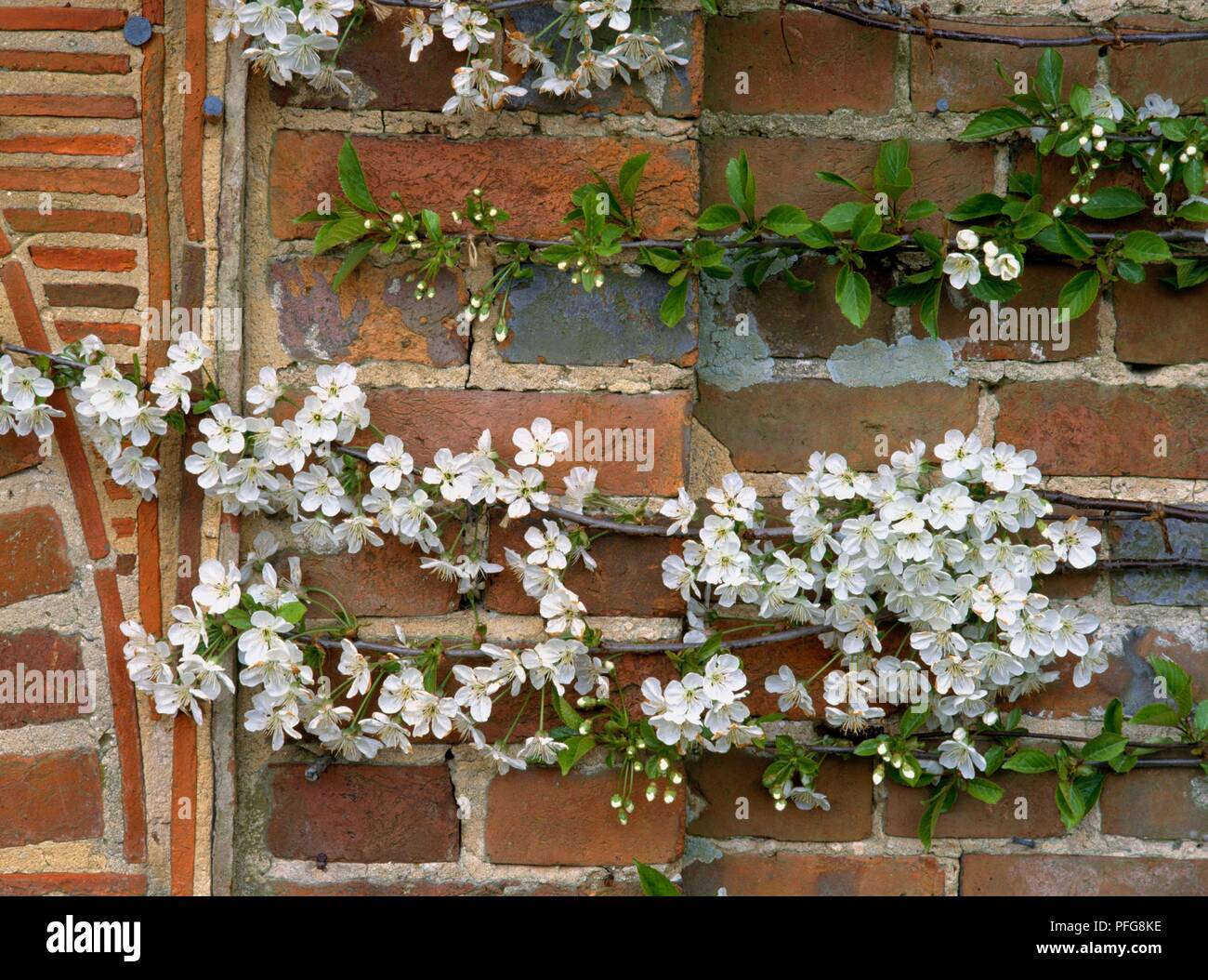 Weiß Sauerkirsche blumen Ventilator - gegen eine Wand ausgebildet Stockfoto