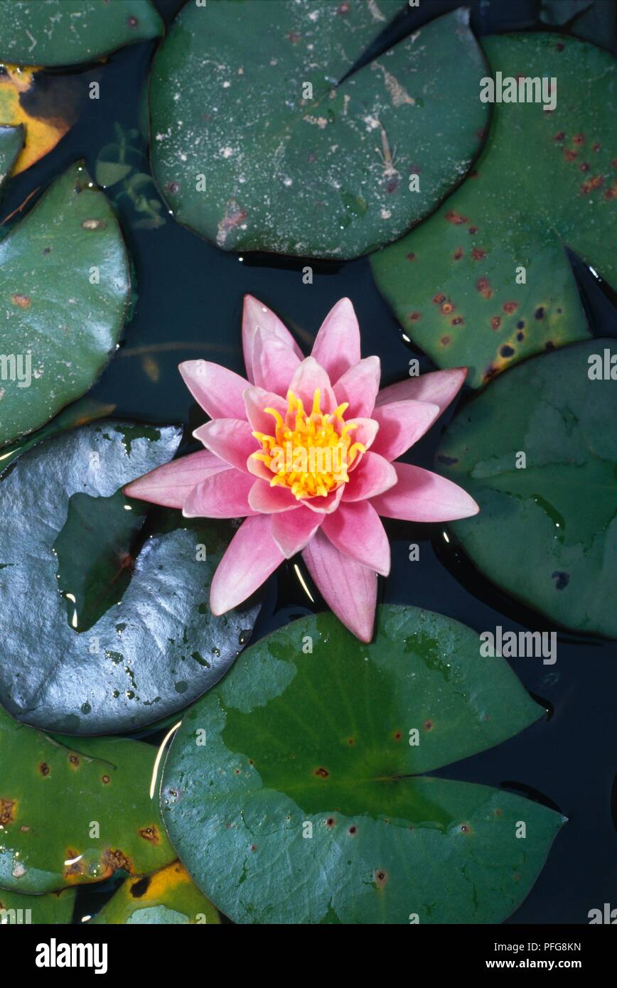 Rosa Blume von Nymphaea 'Pink Sensation" (Seerose) Stockfoto