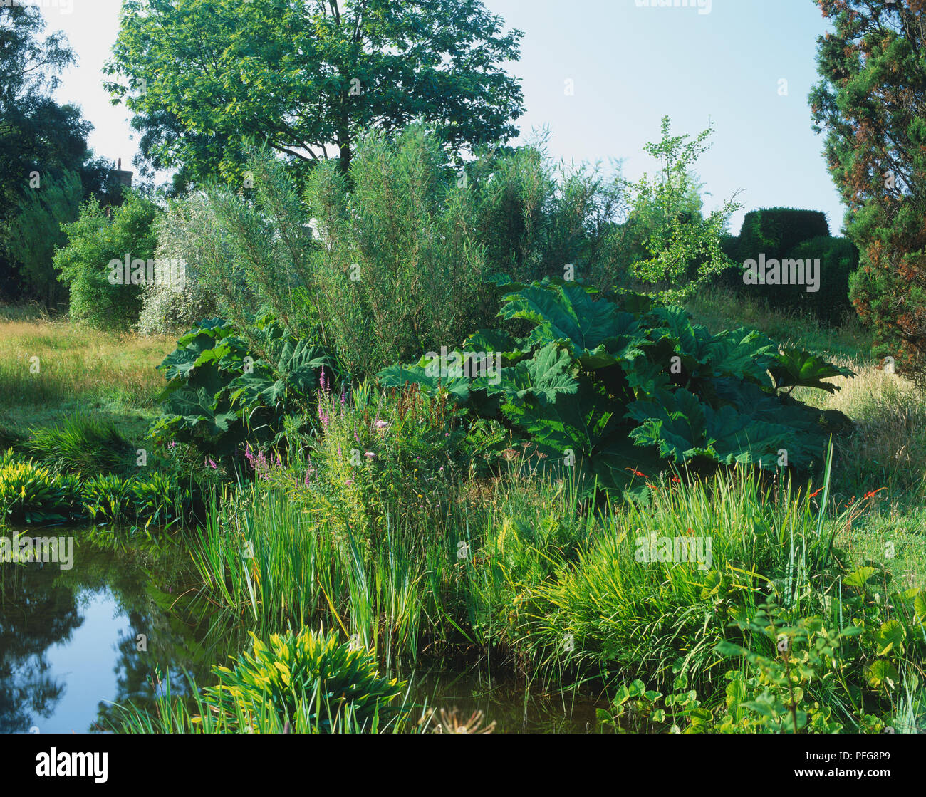 Flanke von Garten Teich durch eine Vielzahl von grünen Pflanzen umgeben. Stockfoto