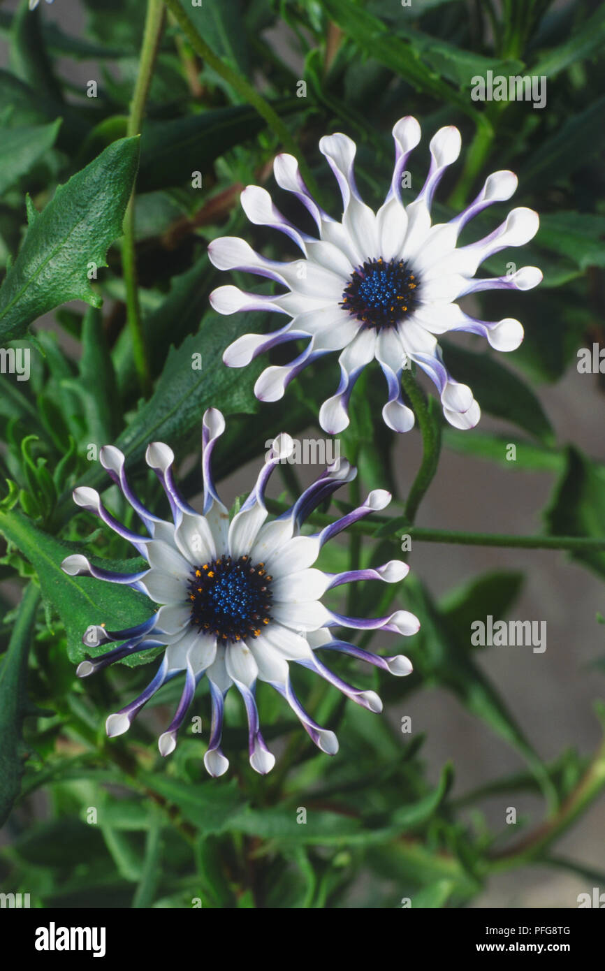 Osteospermum 'Whirligig', weiße Blüten lila Kanten und eingeklemmte Blütenblatt endet Stockfoto