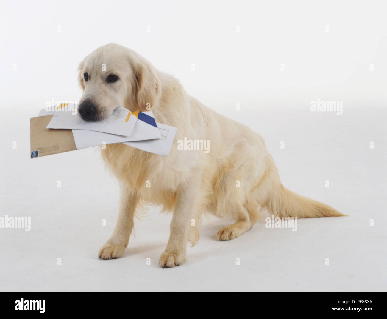 Sitzt Golden Retriever (Canis familiaris) mit Buchstaben in ihren Mund Stockfoto