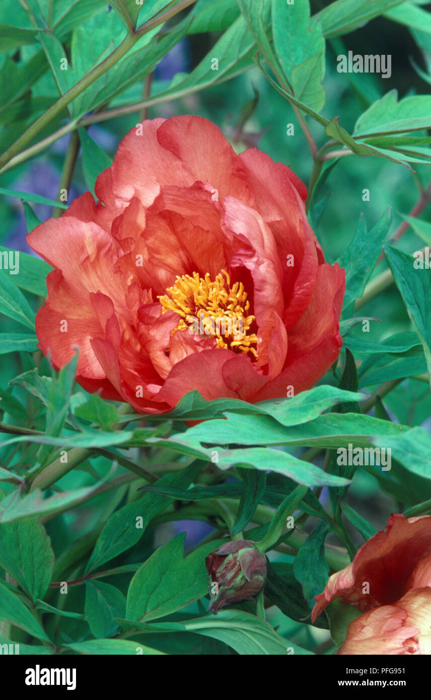 Paeonia bin mir Louis Henri' (Baumpäonie), Blütenstand mit roten Blüten und gelbe Staubgefäße Stockfoto