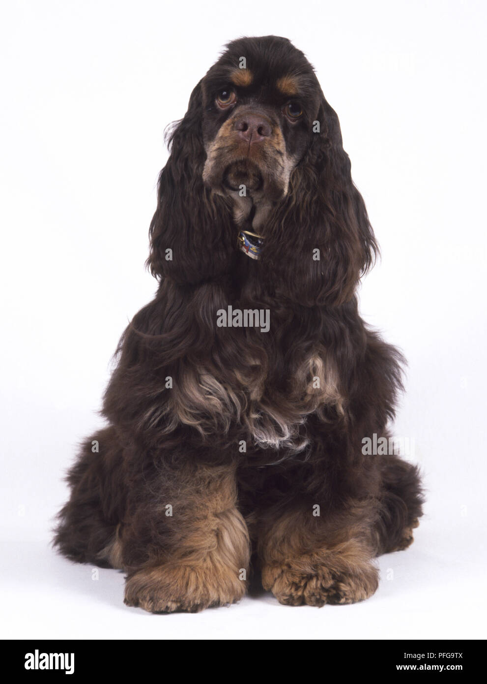 American Cocker Spaniel Welpe (Canis familiaris) sitzen, Vorderansicht Stockfoto