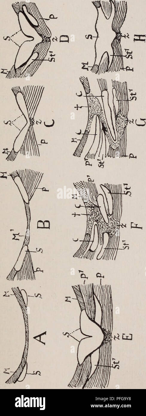 . Das Gliedmassenskelet der Wirbelthiere, mit besonderer Berücksichtigung des Schulter- und Beckengürtels bei Fischen, Amphibien und Reptilien. Knochen; Wirbeltiere; Anatomie, Vergleichende; Fische, Amphibien, Reptilien. - 215 - Bei den von mir untersuchten Larven (25 Nonne Gesammtlänge) Krieg der Ruderschwanz bereits in Rückbildung begriffen. Ich beginne mit der Betrachtung der am weitesten caudalwärts liegenden Schnitte. h-1 05 1 s Faß ein Faß s^-W ü CO .2 &Amp; ^m d0) ICH? "T3-Faß o CO 1 t faß Kl 0) rd TS Faß d d H d Faß d Faß. d'S PQ d: Cä n 3 3 a ü0) d •^V4-v4) TS-M a d o a&gt; "3" Stockfoto