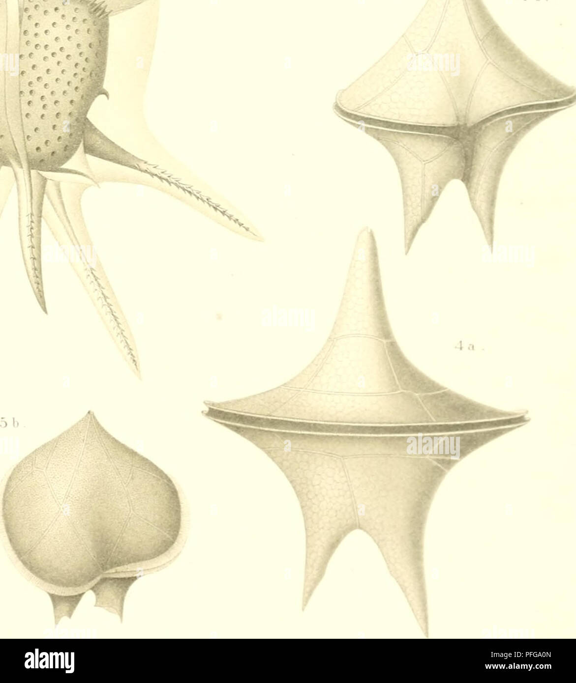 . Das indische Phytoplankton. Valdivia (Schiff); Marine Phytoplankton - - Indischer Ozean. P&lt;Gez V. G I'^rsti""* -- i I 3 Crnitocorifs afvicana horiida Var. -4-pc-fit] in III sniiidr. ." J. S. piisliilttliiin TAK. LH. ; B .. ; F r:. i.i; •..-. :: Ls' Ji. Bitte beachten Sie, dass diese Bilder sind von der gescannten Seite Bilder, die digital für die Lesbarkeit verbessert haben mögen - Färbung und Aussehen dieser Abbildungen können nicht perfekt dem Original ähneln. extrahiert. Karsten, George, 1863-1937; Valdivia (Schiff). Jena, Fischer G. Stockfoto