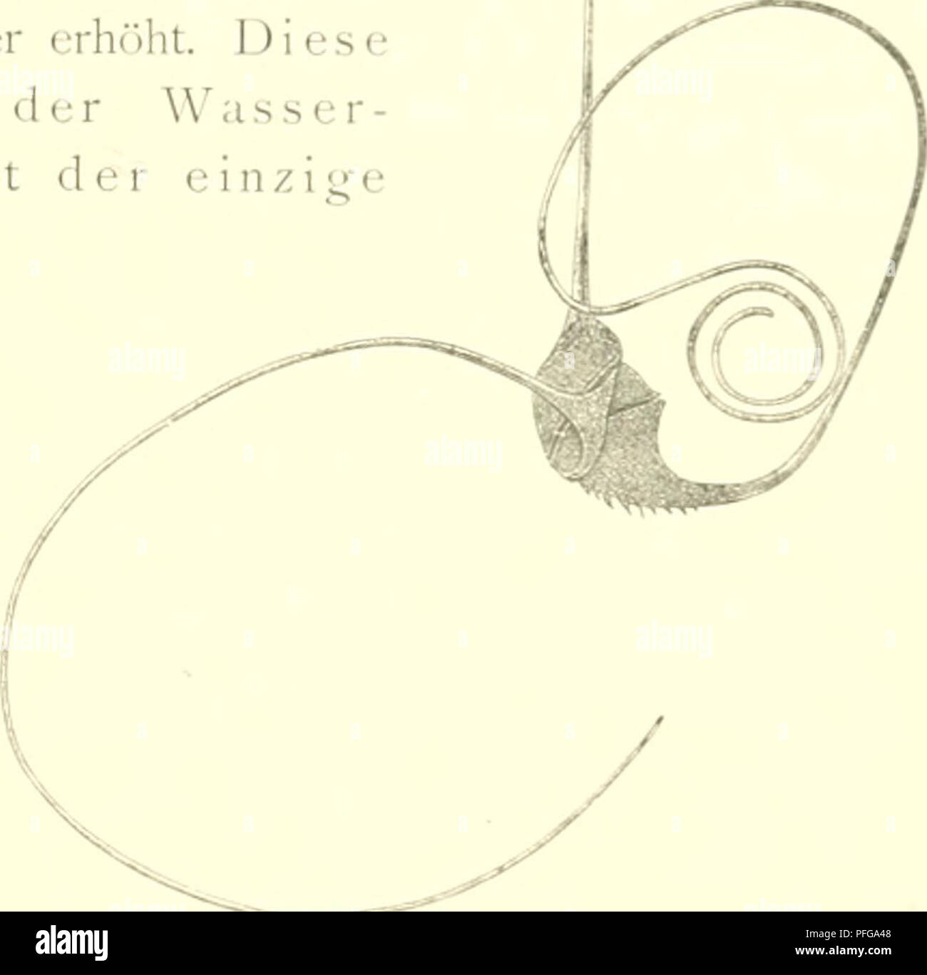 . Das indische Phytoplankton. Valdivia (Schiff); Marine Phytoplankton - - Indischer Ozean. Das Indische Phytoplankton nach dem Material der deutsclicn Tiefsne-Fx tS,, S-rSoQ. 459 Die Begründung ist die gleiche, wie für das in der Bcschreilning der Horizontalverbreitung des Phytoi) lanktons hervorgehobene vc^ränderte Aussehen und verschiedene Zusaminensetzuno - beim lüntritt in Strömungen verschiedener Temperatur oder ou verschiedenen Charakteren. In der Zusammenstellung von Sciiorri) findet sich die Dichte des Oberflächcnwassers und tropischen Stationen des Atlantischen Ozeans und Sterben indisc Stockfoto