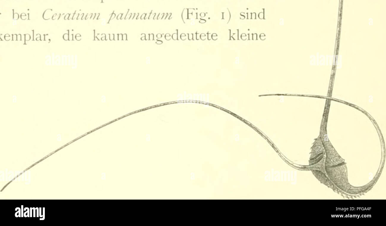 . Das indische Phytoplankton. Valdivia (Schiff); Marine Phytoplankton - - Indischer Ozean. 45^G. Karsten, atlantischen Formen, Taf. XLVIII-LI und indischen Formen wiedergegeben sind, ein Stand entsprechenden gleichnamigen Vertretern, so treten die Unterschiede deutlich hervor; auch ist fast durchweg die gleiche ergrößenmg zur Anwendung gelangt. Es soll durchaus nicht geleugnet werden, daß zahlr atlantische Individuen sterben gleichen Ausmaße wie die entsprechenden indischen erreichen, z. B. dürfte d; ist einzige in kleinerem Maßstabe Taf. XXI, Abb. 20 wiedergegebene Exemplar von Ccmtiuiii Tri/^ os Stockfoto