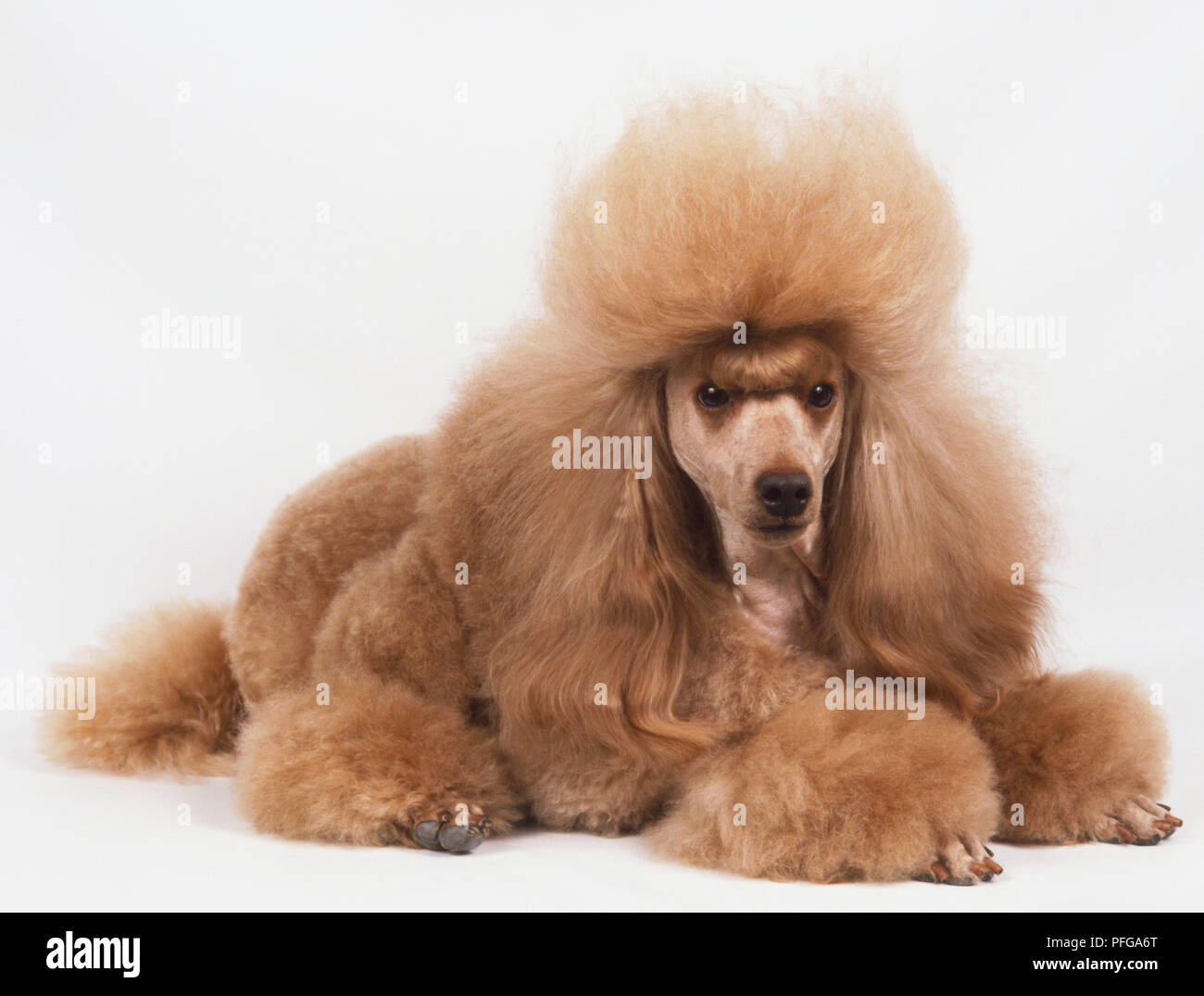 Pudel Mit Stil Haarschnitt Hellbraun Stockfotografie Alamy