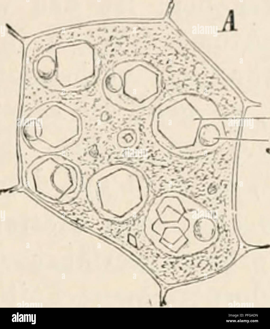 . Das botanische Praktikum, Anleitung zum Selbststudium der mikroskopischen Botanik für Anfänger und geübtere, zugleich ein Handbuch der mikroskopischen Technik. Pflanzenphysiologie; Botanik; Mikroskopie. Ii. Reservestolie von Rizinus. ^ ner erscheint weiß, ziemlich stark Uchtbrechend, stellenweise mehr oder weniger eckig. - Wir untersuchen nunmehr andere Schnitte in Wasser. Sterben Globoide brechen das Licht stärker als das Aleuronkorn, und jetzt erkennt man unschwer, daß sie solide Körper Sindh (Abb. 75/1). Sterben Aleuronkörner schließen einen, seltener mehr Eiweißkristalle ein. Sie sind in einer fettr Stockfoto