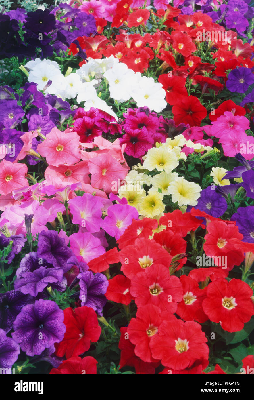 Petunia Teppich Serie, Fülle von Pink, Lila, Rot, Weiß und Gelb der Blumen Stockfoto