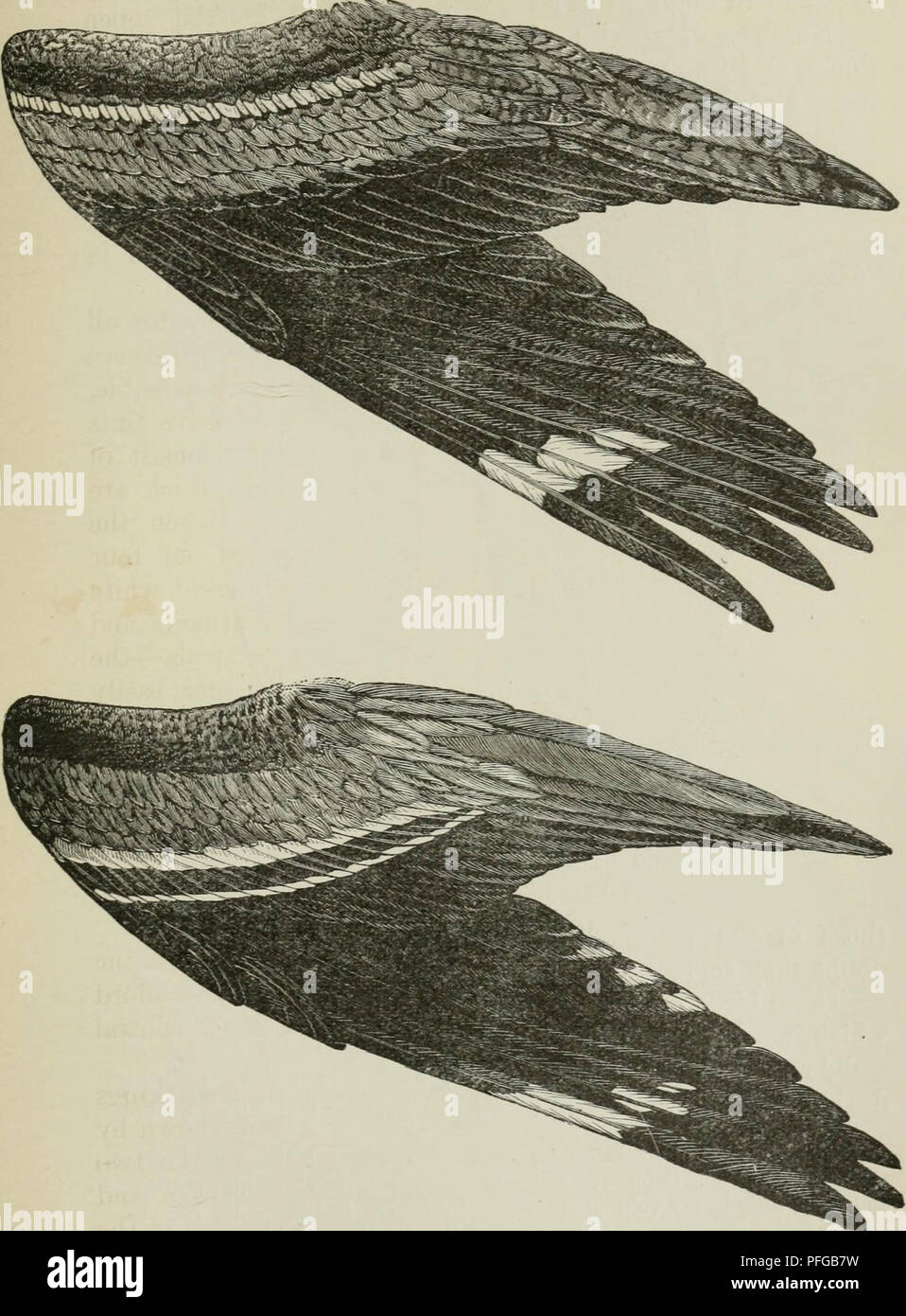 . Darwinismus eine Ausstellung der Theorie der natürlichen Selektion