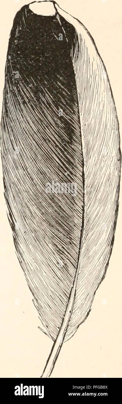 . Darwinismus; eine Ausstellung der Theorie der natürlichen Selektion, mit einigen Ihrer Anwendungen. Natürliche Selektion; Evolution. Cursorius chalcopterus. C. gallicus. Abb. 21.- Sekundäre Kiele. denen der Mammalia, bereits beschrieben, dass wir keine Zweifel, dass sie einen ähnlichen Zweck dienen.1 Diese Vögel, die Bewohner der tropischen Wälder und die Anerkennung, die zu allen Zeiten unter dem dichten Laub sichtbar sein sollen, und nicht ausschließlich oder hauptsächlich während des Fluges, haben in der Regel kleine, aber geniale Patches von Farbe 1 Das Prinzip der Färbung für die Anerkennung war; ich glaube, lirst in m angegeben Stockfoto