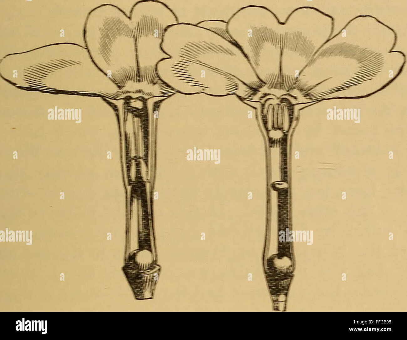 . Darwinismus; eine Ausstellung der Theorie der natürlichen Selektion, mit einigen Ihrer Anwendungen. Natürliche Selektion; Evolution. ^. i: i: y; j;:;--:; Stil ist lang, die kugelförmigen Stigma nur in der Mitte des geöffneten Blüte erscheinen. In der anderen Art der staubblätter sind lang, in der Mitte oder am Hals der Blume, während der Style ist kurz, das stigma in der Mitte der Tube auf dem gleichen Niveau wie die staubgefäße in der anderen Form befindet. Diese beiden Formen Hase lange Floristen als die "pin-eyed" und die "THRUM-eyed", bnt Sie von Darwin die Lange-st genannt sind bekannt Stockfoto