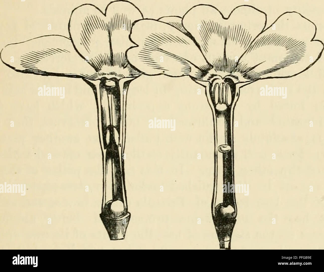 . Darwinismus: eine Ausstellung der Theorie der natürlichen Selektion, mit einigen Ihrer Anwendungen. Natürliche Selektion; Evolution. VII AUF DIE UNFRUCHTBARKEIT DER KREUZE 157 Stil ist lang, die kugelförmigen Stigma nur in der Mitte des geöffneten Blüte erscheinen. In der anderen Art der staubblätter sind lang, in der Mitte oder am Hals der Blume, während der Style ist kurz, das stigma in der Mitte der Tube auf dem gleichen Niveau wie die staubgefäße in der anderen Form befindet. Diese beiden Formen haben lange zu Floristen bekannt als die "pin-eyed" und die "THRUM-eyed", aber sie werden durch Darwi genannt Stockfoto
