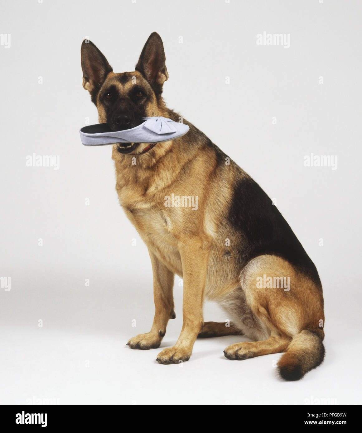 Deutscher Schäferhund Hund (Canis familiaris) Sitzen mit Schuh in seinen Mund, Vorderansicht Stockfoto