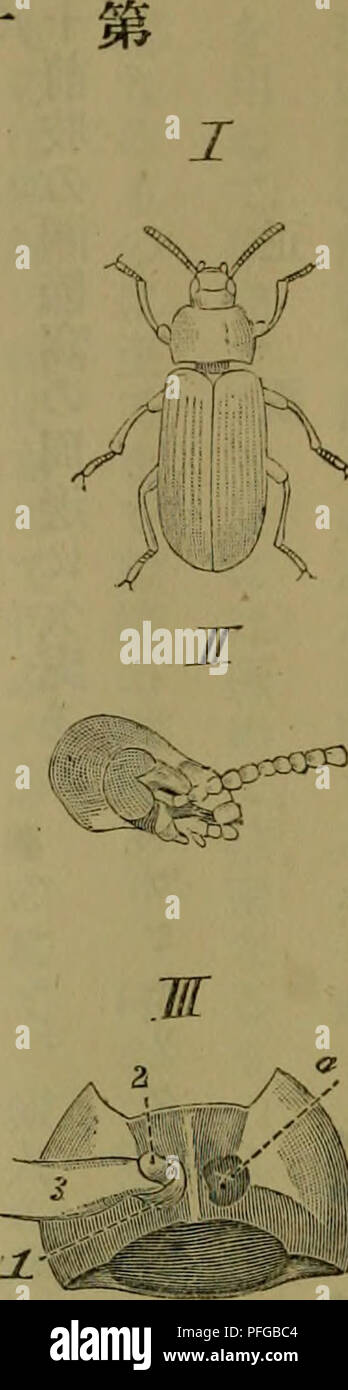 . Dbutsugaku Zasshi. Zoologie; Zoologie. Å-Ã'ãã ã · ããã · ç§ T^nebrionidae, è§' è§ ã ¯ ¯ ããaeããç åä'ç ae 'çã" ãae ãã ¦ § ªã-ae¬ ããae "ã" åãµã¦ae¼'ãå ¤ § ããå¢ ãéããae "ã®ä' ç¯ã ¯ èããè ¥ å¤§ã¶ ãäºããªãç ãV - ãè èã ¯ ¥ Ã¿. é-é¨ã®å' é¢ ã "å" ãªãå ¤ § é¡ ¥ X X X X X X X ç¬¬ - åã è åå § £ ããã Ããã³ãã ã · - · (Sie 1 Ãï¼ï¼å) né-é¨ã®å' é¢ ãã ã"¦è§' § è ã®ä" çé" ãç¤ºã. (å (å) måè'ã®è ¹é¢3 à-sã Siåè¢ ã® Ãåè½ç ãè åºç ¯ ¯ ¯ 3 Ï¼éç¿ç¯ã" ã ã¦ åã® å · ¦ Ae¹ã "Ã¦ã¯è ç¶¯ãèµä'-ã" ºãã³Å Åae²ããçãç ¤ ¤ § é¡ (Åä'å) V å°é¡ £ å°ç© é 0 € ç¬¬ä' ç ¯ (ä "ä") Wä'åé¬ã®ç¬¬ä' ç¯(ä" ä')^ Å¾è¢ ã® åºé ¨ Â £ £ ¾Såè½SSè çé¿ç¯(ä'ååå¼º) åãä' - Ãå¾è¢ ã® è¶ ³Â® (ä' è åå) ¯ È²ã®åé¡ (ä' å·) ã¯ae §å ¶ae ªã - "ç" ¯ Ä¹åããå°é¡Ã¯ãå äºèãå · Ã'°é" é¬ ã ¯ ¯ åç ãã ã"¦ae "ç¯ã ¯ ¯ éçåã åµã å½¢é · 4 = - Ããä' åé¬ã¯ä Stockfoto