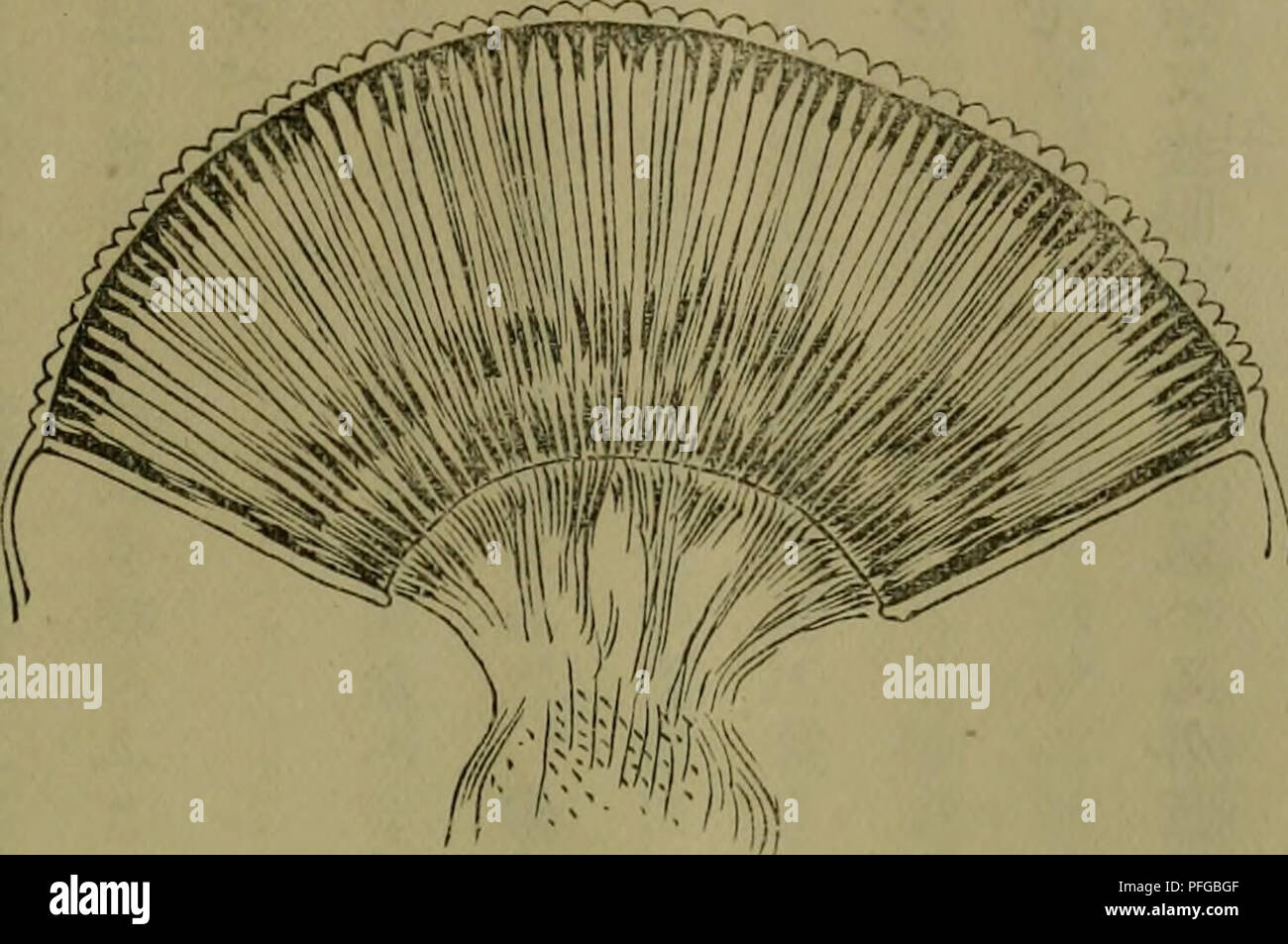 . Dbutsugaku Zasshi. Zoologie; Zoologie. È¤ Ç¼ã ºé Åã³ä½ç® ae ¨ ¨ (ly) ç®±ãè¢" ãªå Ããä" ¥ Ã¦ ããã¯å £ US ã ãã"Ã¦ã ¯ aeãå åãã"°é £ ããã®.^ ¤ ãããè éae Ç¼ã® å § § é¢ ãaeª Ããç²ã" Ä¹ãèã åãã 50 ããããã® å¦ãã ¯ Ç¹ã "å°é £ ãaeããae-¤å°é £ Ãã¹ãå ãae°ãã¡ã ç ¬ ¬. Ããã "à¯à® Ãã-ã³Jè³ªã aeãè ããae aeãaeã ããã ¦ 2°Ã¿ã "å ¦ åã ãããä "å·¦ ã" è¿°ãµãaeã® å ¦ ããã® ã¯ç'½ã¦ae-¤ çç±Ã" ããããµ Ãã® ãããå åºã°ã" § ããããå Ã³ã ã £® ç¼ãåãã Aeè²ãåãåºããå¶ è¤¦ae¿ ae" ããã 5&lt; Jãª 1 Nã ä'Ç¼ãåããä¹ãåãã åã® è¤¦å ¶ç'±ae·é¢ ãé ãé ¡ ¯ Gibt® é¡ã ä" ¥ Ã¦Å¡äºååã "å" ç¬ ãçªºãµããã¯Å¡ä'ã®ç¬¬äºåã® å ¦ ãå½¢ à 21 äºå - Ãaeãã¹ããå¨é "ã¯ae°ãå åéãããaeå-ã®å ¦ ãå §¿ ãå ããå¤ç · £ ¯ ãã ã" ã-Ãã³ãè³ªã® Sie^ç® ãè¢" Ããä¹ãå ¤ çã "ae ¥ é¢ ãã ããããã Ãã³ãè³ªã® å¤-ç® ã¯å §é¢ ã ¯ åå ¦. f: - ãVJå¤é¢Ã" ã Stockfoto