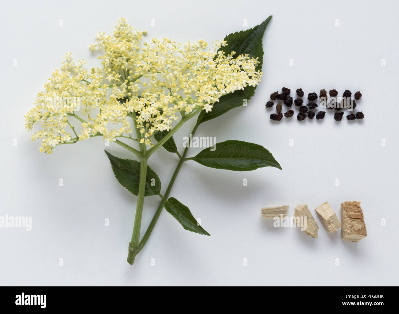 Holunder Busch Rinde Sambucus canadensis -Fotos und -Bildmaterial in hoher Auflösung – Alamy