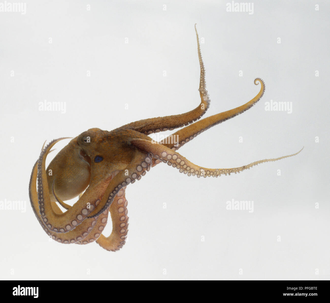 Gemeinsame Krake (Octopus vulgaris) Unterwasser Stockfoto