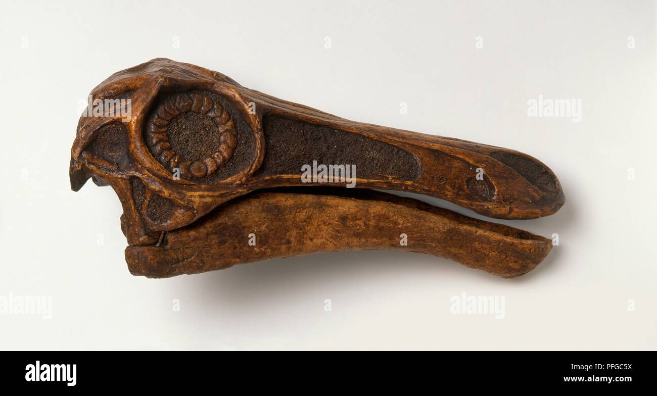 Versteinerte Gallimimus Schädel Stockfoto