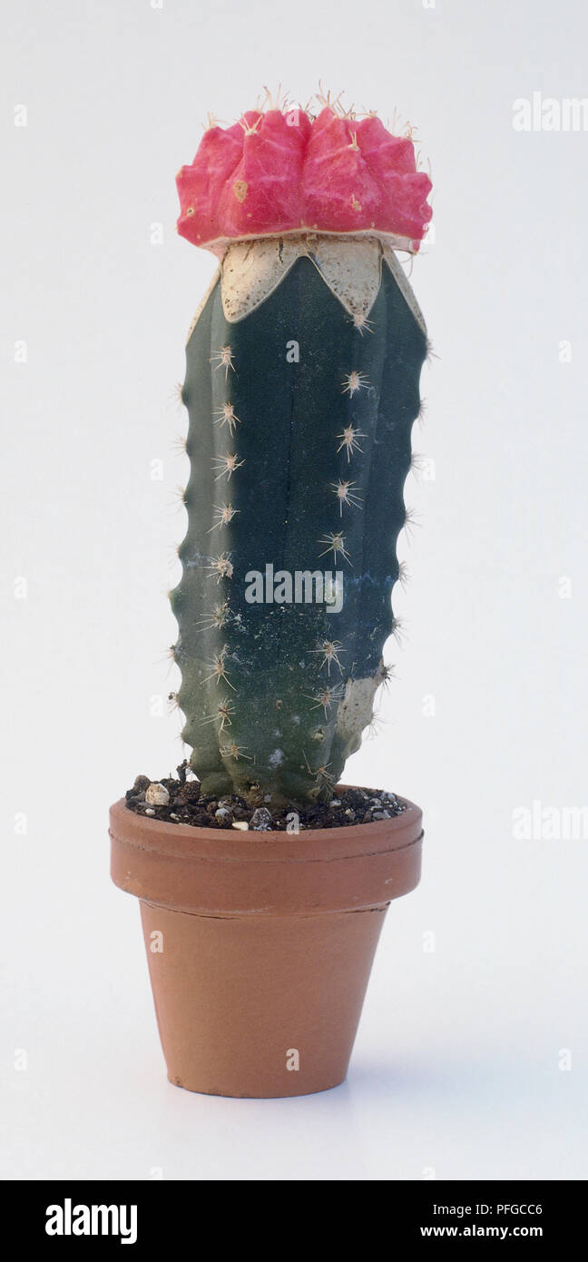 Gymnocalycium mihanovichii 'Red Top' (Ruby Kugel Kaktus, Kaktus) Hibotan in  Pot Stockfotografie - Alamy