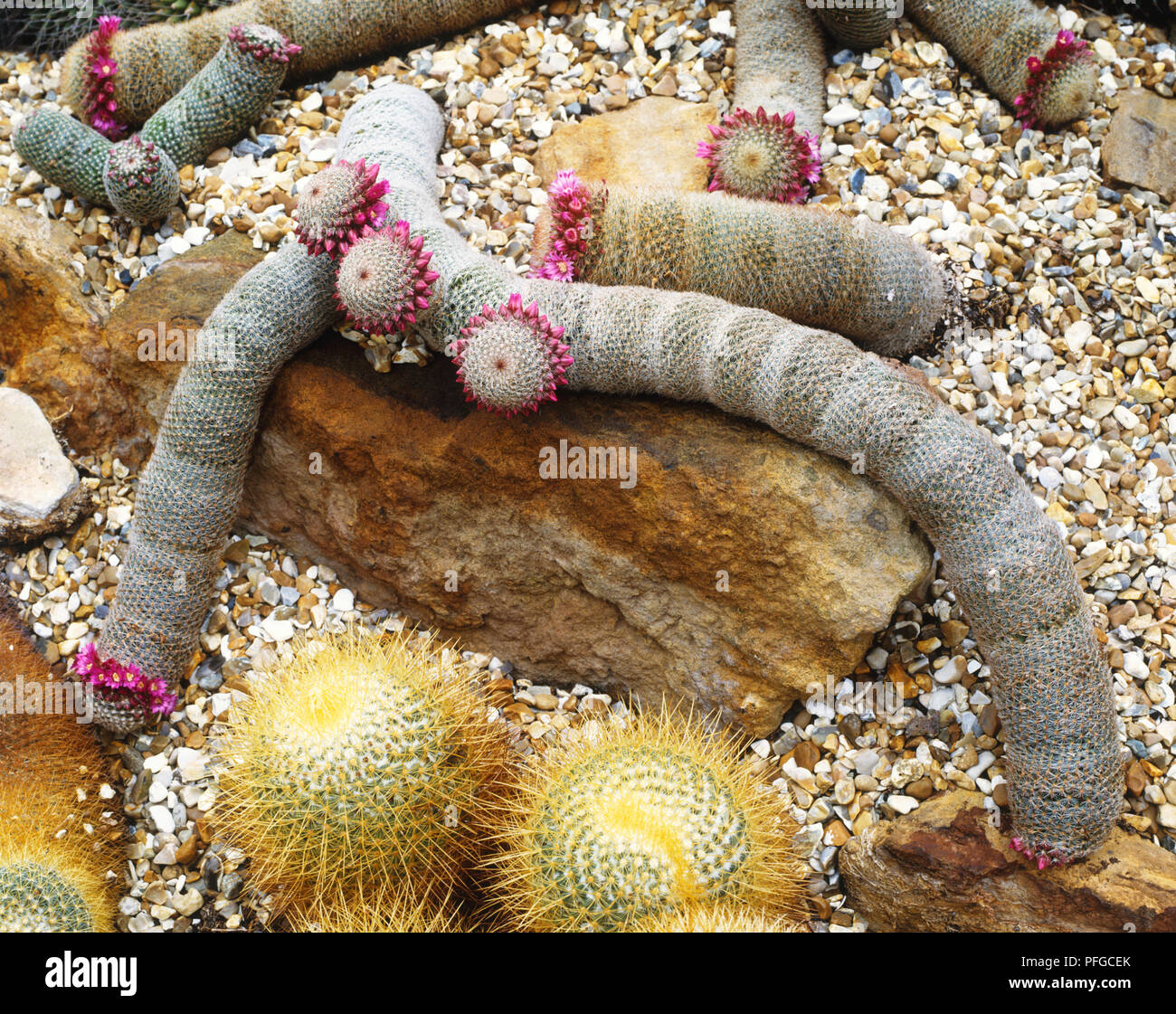 Damm der Lange snaking Stängel von Mammilaria matudae (riesige Schlange oder Kriechen cactus Log), mit rosa Blumen um Kronen Stockfoto