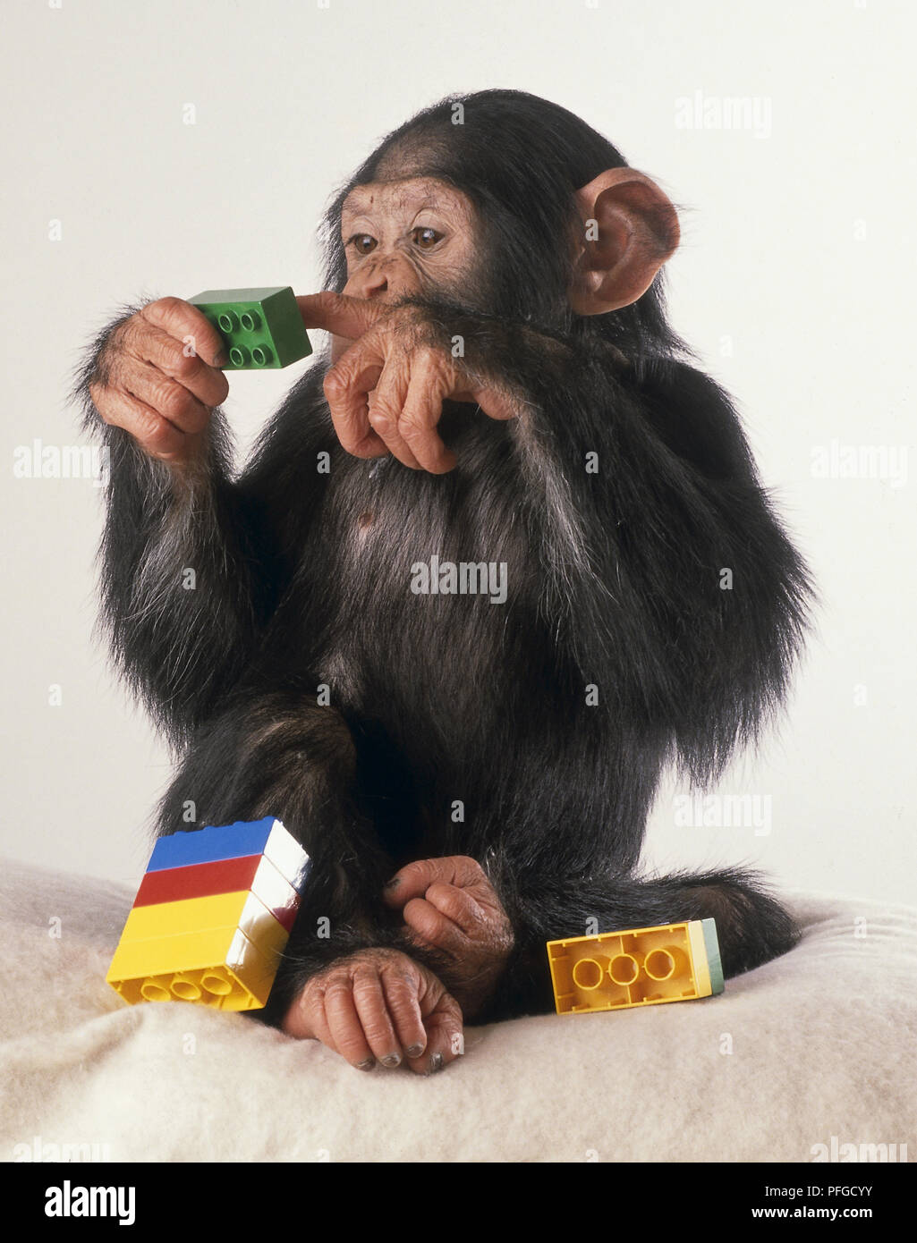 Zwei-jährige Schimpanse Untersuchung Spielzeug brick Stockfoto