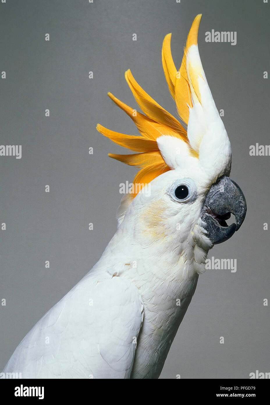 Weniger SCHWEFEL-CRESTED COCKATOO - KOPF DETAIL Stockfoto