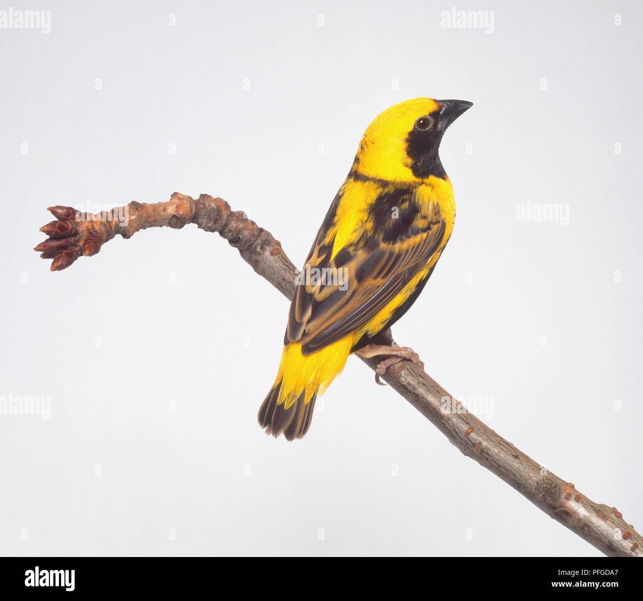 Golden Bischof (Euplectes Afer), gelber und schwarzer Vogel auf einem Zweig, Seitenansicht Stockfoto